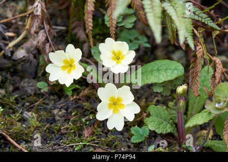 Primel (Primula vulgaris) Blühende Pflanzen im grünen Unterholz von einem Garten Blumenbeet im Frühling wächst. UK. Stockfoto