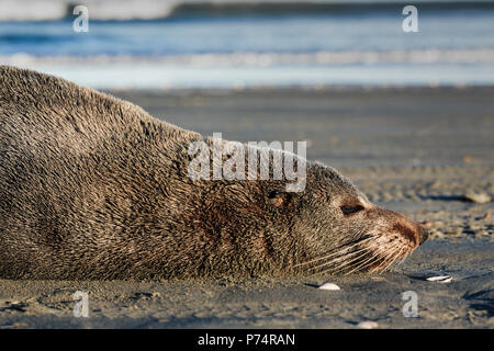 Neuseeländische Seehundrobbe (Arctocephalus forsteri) am Waikanae Beach in Kapiti, Neuseeland Stockfoto