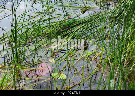 Teich mit einem Frosch ruhen Stockfoto
