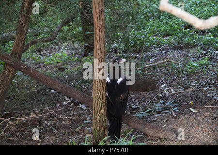 Wedge-Tailed Eagle (Aquila Audax) Stockfoto