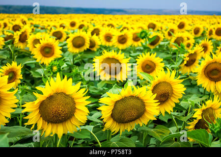 Eine Menge Sonnenblumen auf dem Feld Stockfoto