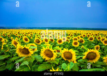 Eine Menge Sonnenblumen auf dem Feld Stockfoto