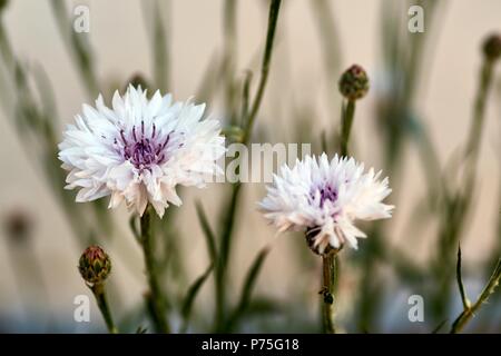 Golden ewige Blumen oder strawflowers für Hintergrund Stockfoto