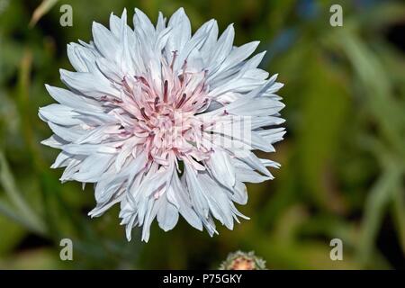 Golden ewige Blumen oder strawflowers für Hintergrund Stockfoto