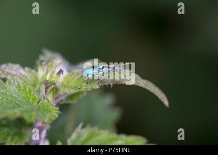Brennnessel Rüsselkäfer (Phyllobius Pomaceus) Stockfoto