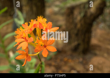 Orange Kruzifix Orchidee im Garten. Stockfoto