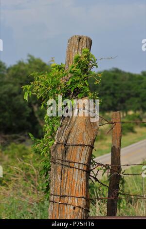 Kansas wilden Trauben auf einem Zaunpfosten Schuß closeup mit blauem Himmel und ein Tor mit Stacheldraht. Das ist die vertikale erschossen. Westlich von Hutchinson, Kansas. Stockfoto