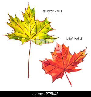 Herbst Blatt - Norwegen und Sugar maple. Herbst Ahorn Blatt auf einem weißen Hintergrund. Aquarell Abbildung Stockfoto