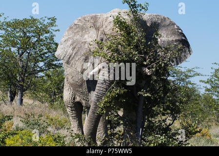 Bull elephant seinen Kopf kratzen auf einem Baum Stockfoto