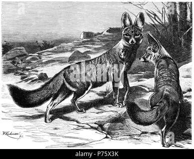 English: "Kama, Canis chama A. Sm. 1/7 natürlicher Größe', englisch: 'Cape Fox, Vulpes Chama. 1/7 natürliche Größe'. Vor 1926 150 Kama - Zeichnung Stockfoto