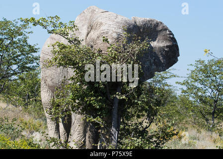 Bull elephant Kratzen am Baum Stockfoto