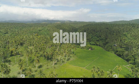 Luftaufnahme der Palmenhain in den Hügeln gegen Himmel und Wolken. Hügel bedeckt mit grünen Vegetation und Palmen. Philippinen, Luzon. Stockfoto