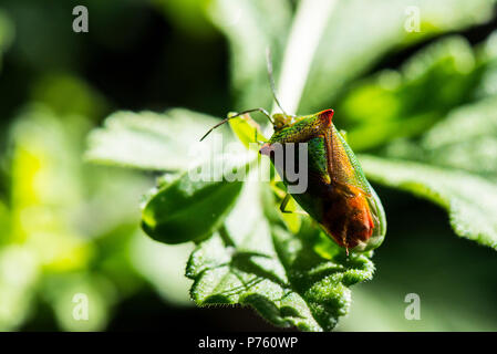 Ein weißdorn shield Bug (Acanthosoma haemorrhoidale) auf einem Blatt Stockfoto
