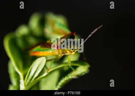 Ein weißdorn shield Bug (Acanthosoma haemorrhoidale) auf einem Blatt Stockfoto