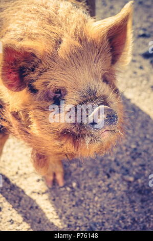 Schließen Sie herauf Bild eines kunekune Schwein. Die kunekune, ist eine kleine Rasse von hausschwein aus Neuseeland. Stockfoto