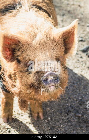 Schließen Sie herauf Bild eines kunekune Schwein. Die kunekune, ist eine kleine Rasse von hausschwein aus Neuseeland. Stockfoto