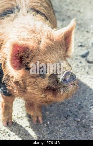 Schließen Sie herauf Bild eines kunekune Schwein. Die kunekune, ist eine kleine Rasse von hausschwein aus Neuseeland. Stockfoto