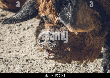 Schließen Sie herauf Bild eines kunekune Schwein. Die kunekune, ist eine kleine Rasse von hausschwein aus Neuseeland. Stockfoto