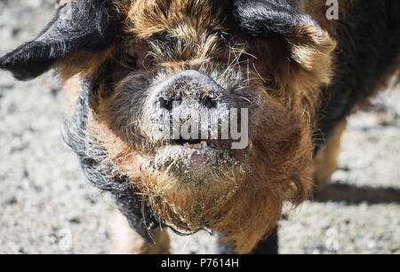 Schließen Sie herauf Bild eines kunekune Schwein. Die kunekune, ist eine kleine Rasse von hausschwein aus Neuseeland. Stockfoto