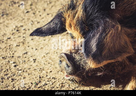 Schließen Sie herauf Bild eines kunekune Schwein mit kopieren. Die kunekune, ist eine kleine Rasse von hausschwein aus Neuseeland. Stockfoto