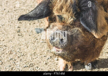 Schließen Sie herauf Bild eines kunekune Schwein mit kopieren. Die kunekune, ist eine kleine Rasse von hausschwein aus Neuseeland. Stockfoto