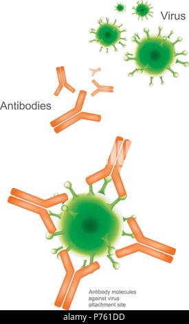 Antikörper und Virus. Abbildung: Gesundheitsversorgung und medizinische Infografik. Stock Vektor