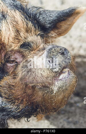 Schließen Sie herauf Bild eines kunekune Schwein. Die kunekune, ist eine kleine Rasse von hausschwein aus Neuseeland. Stockfoto