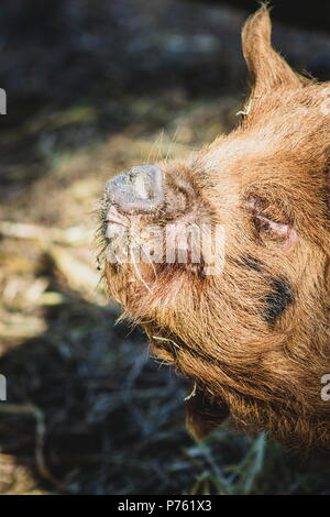 Schließen Sie herauf Bild eines kunekune Schwein. Die kunekune, ist eine kleine Rasse von hausschwein aus Neuseeland. Stockfoto