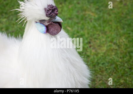 Schließen Sie herauf Bild eines Silkie Huhn mit Kopie Raum Stockfoto