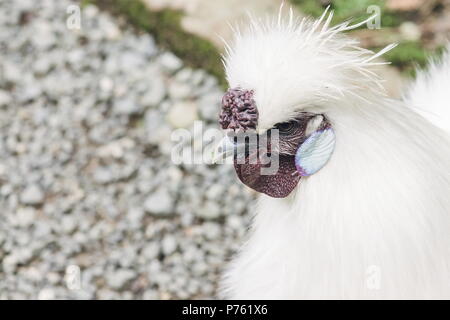 Schließen Sie herauf Bild eines Silkie Huhn mit Kopie Raum Stockfoto