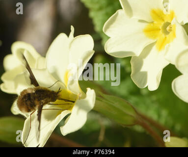 Eine dunkel umrandete Bienenfliege (Bombylius Major) nimmt Nektar mit seiner langen Proboscis aus einer Primrose (Primula vulgaris) Blume. Bedgebury Forest, Kent. GROSSBRITANNIEN. Stockfoto