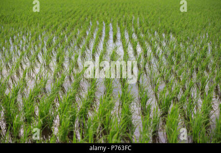 Frisch gepflanzten Reihen von grünen Reis in überschwemmten Feld Stockfoto