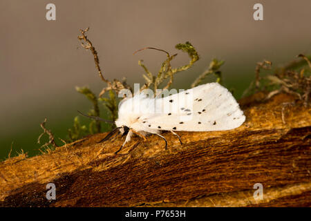 Eine weiße Hermelmotte, Spilosoma lubricipeda, die in einer Quecksilberdampfmottenfalle gefangen wurde, die in der Nähe eines Gartenteiches aufgestellt wurde. Lancashire England GB Stockfoto