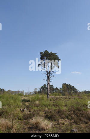 Eine gemeine Kiefer (Pinus sylvestris) wächst im Heideland Broadwater Warren. Broadwater Warren, Royal Tunbridge Wells, Kent, Großbritannien Stockfoto