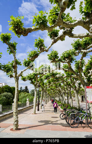 Burgos, Spanien - 13. Juni 2018: Die von Bäumen gesäumten Promenade Boulevard im Frühjahr im historischen Zentrum von Burgos, Spanien Stockfoto