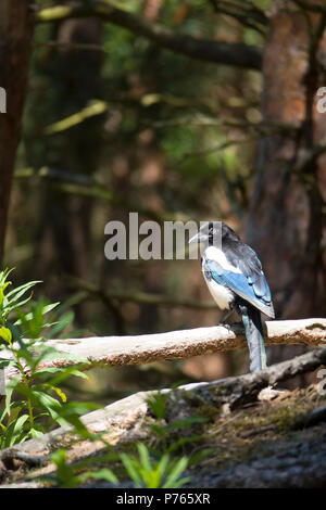 Elster Stockfoto