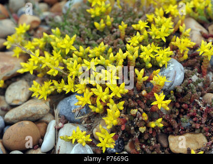 Die gelben Blumen und Grün sukkulente Stängel von Beißen oder wallpepper Fetthenne (Sedum acre) wachsen auf Kieselsteinen hinter dem Strand von Rye Bay. Roggen Harbou Stockfoto