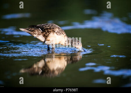 Braun teal (Anas chlorotis) Fütterung mit Muscheln in der Gezeiten- Wasser auf Great Barrier Island, Neuseeland Stockfoto