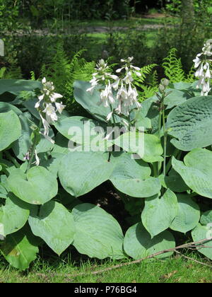 Hosta Plantaginea Royal Standard Stockfoto