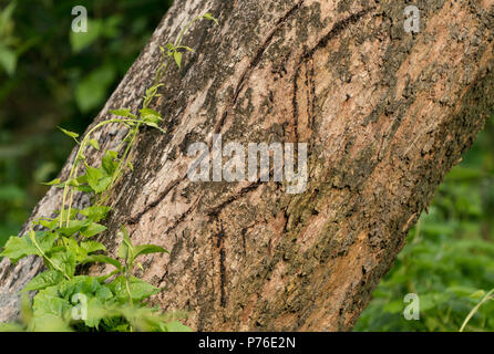 Tiger claws Kratzer auf dem Baum als Territory Grenze markiert. Tier Foto- und Tierwelt Stockfoto
