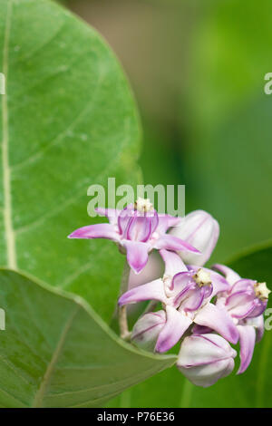 Calotropis procera oder Apple von Sodom Blüten und Blätter. Bis schließen Foto der Blüte Stockfoto