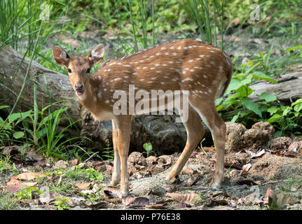 Beschmutzt oder Sika deer im Dschungel. Natur und Tier Foto. Japanische oder dappled Rotwild Stockfoto