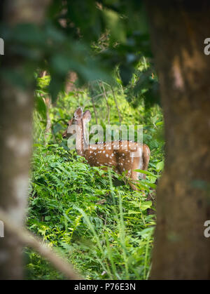 Beschmutzt oder Sika deer im Dschungel. Natur und Tier Foto. Japanische oder dappled Rotwild Stockfoto