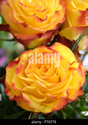 Nahaufnahme von einem Bündel gelbe Rosen gelbe Rosen mit einem roten Rand auf Blütenblätter Stockfoto