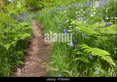 Fußweg auf Waldweg Spaziergang mit Bluebells und White Greater Stichkraut blüht im Frühjahr Banerigg Wood Cumbria England UK United Großbritannien Stockfoto