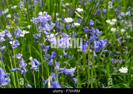 Nahaufnahme von Blaupausen und weißen, größeren Zierblumen im Frühjahr Cumbria England Großbritannien GB Großbritannien Stockfoto