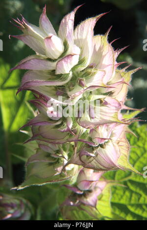 Muskatellersalbei Blumen in einem Garten Salvia sclarea Stockfoto