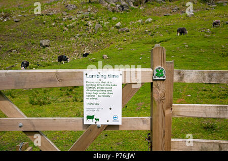 Nahaufnahme eines Warnschildes mit Schafen im Hintergrund am Tor im Frühling Lake District National Park Cumbria England Großbritannien Großbritannien Stockfoto