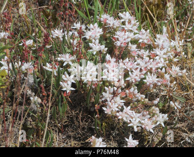 Der weißliche Blüten und Grün sukkulente Stängel von Englisch Fetthenne (Sedum anglicum) wächst in den steinigen Boden von Dungeness. Dungeness Nature Reserve, Stockfoto