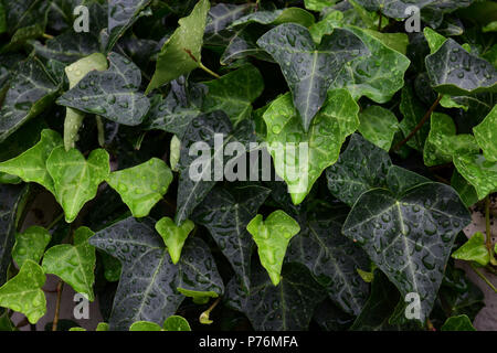 Nahaufnahme Hedera helix oder bindwood oder lovestone, grün Efeu Hintergrund mit Wassertropfen Stockfoto